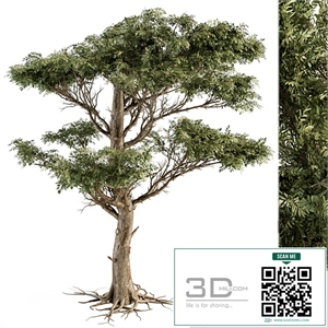 Tree Green Acacia - Set 73