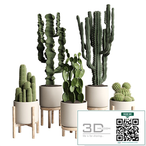 cactus pot collection indoor plant 186 wood vase