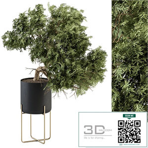 indoor Plant Set 345 - Tree in Black pot