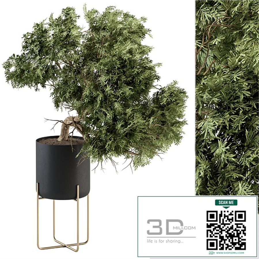 indoor Plant Set 345 - Tree in Black pot