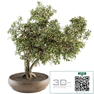 indoor Plant Set 347 - Bonsai Plant in pot