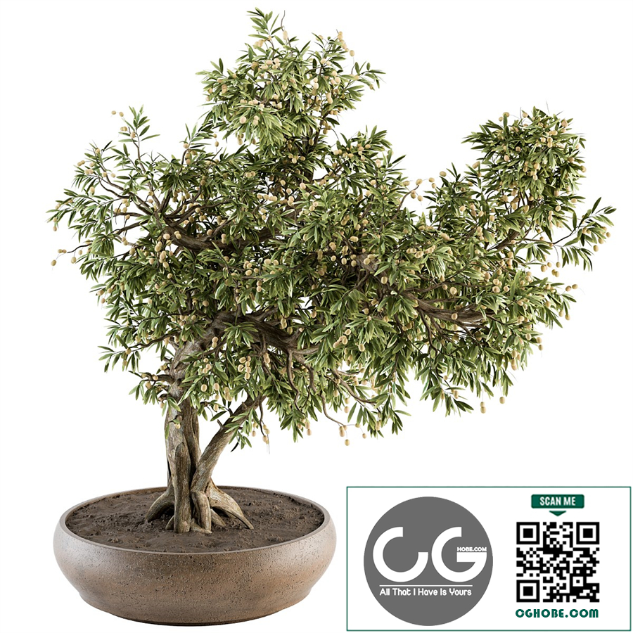 indoor Plant Set 347 - Bonsai Plant in pot
