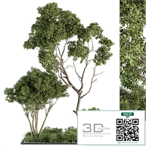 Garden Set Broadleaf Tree - Outdoor Plants Set 360