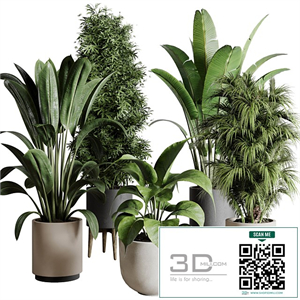 Collection indoor plant 196 plant ficus rubbery palm ravenala bamboo concrete vase