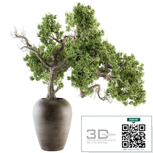 indoor Plant Set 365 - Old Bonsai Plant in pot