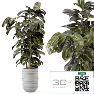 Indoor Plants in rusty Concrete Pot - Set 549