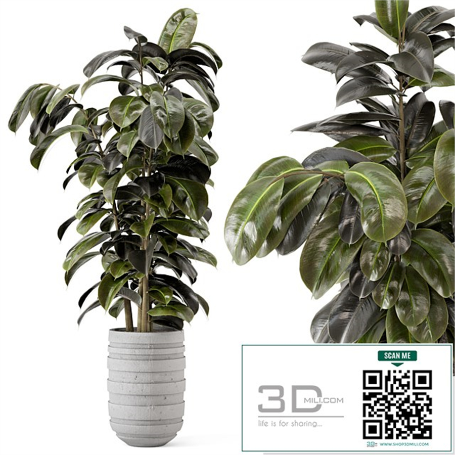 Indoor Plants in rusty Concrete Pot - Set 549