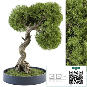 indoor Plant Set 368 - Bonsai Plant in pot
