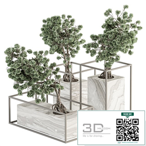 indoor Plant Set 358 - Bonsai Set Plant in pot