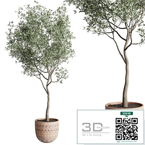 Olive tree in a patterned clay vase 199