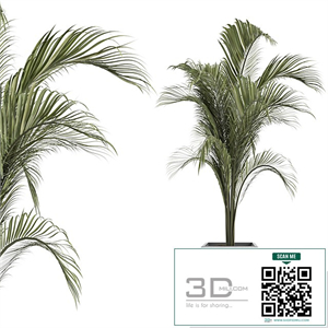 OutDoor Plant No 2