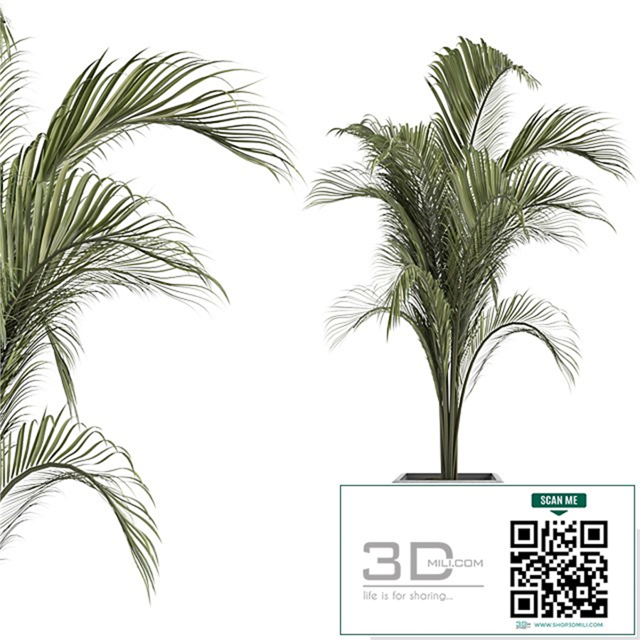 OutDoor Plant No 2