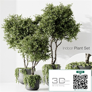 indoor plant