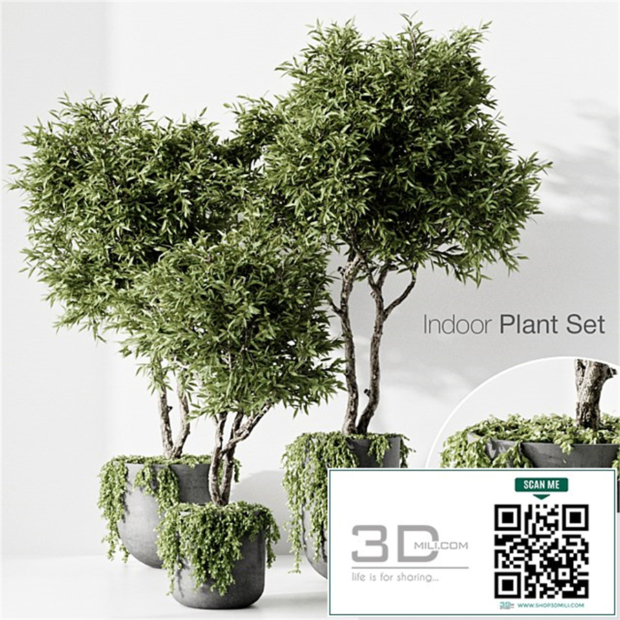 indoor plant
