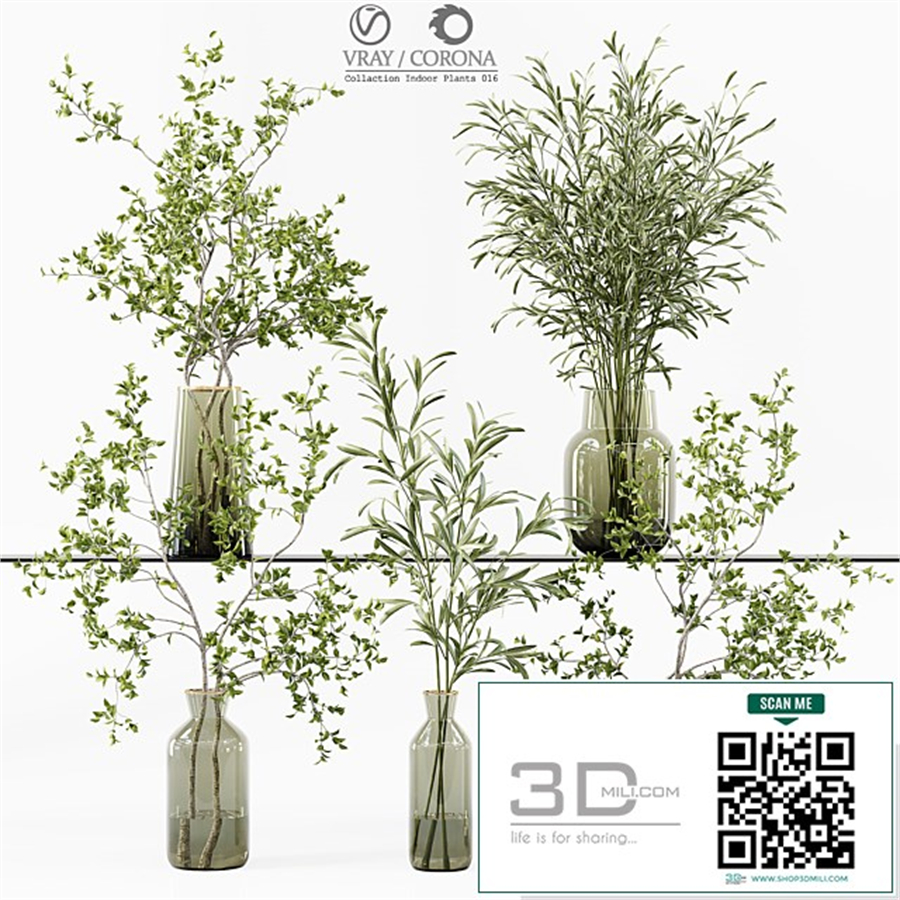 Collection Indoor Plants 016