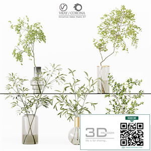 Collection Indoor Plants 017