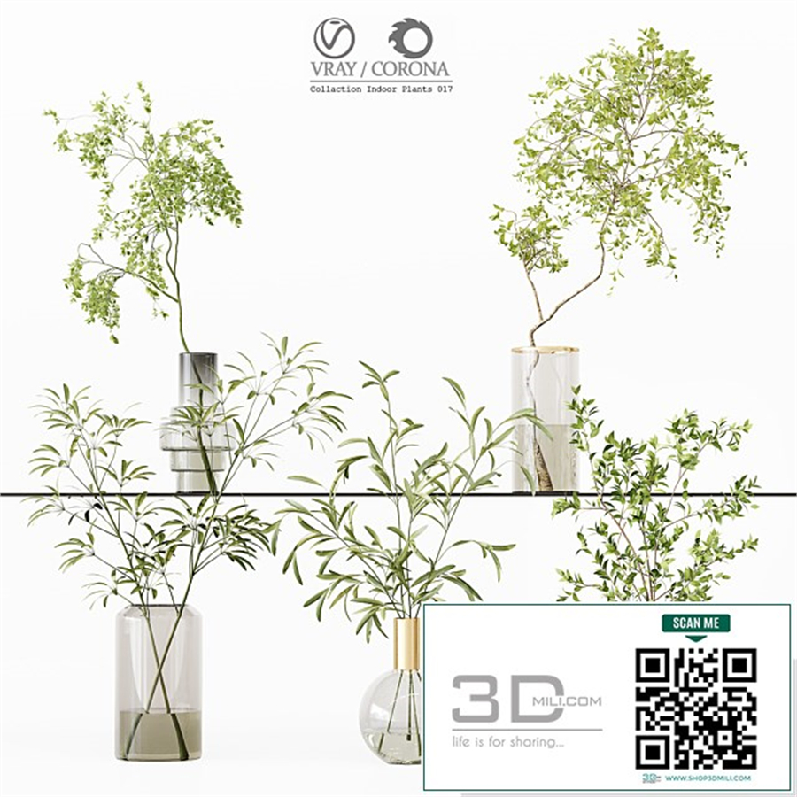 Collection Indoor Plants 017