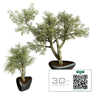 Collection Indoor Plant 72