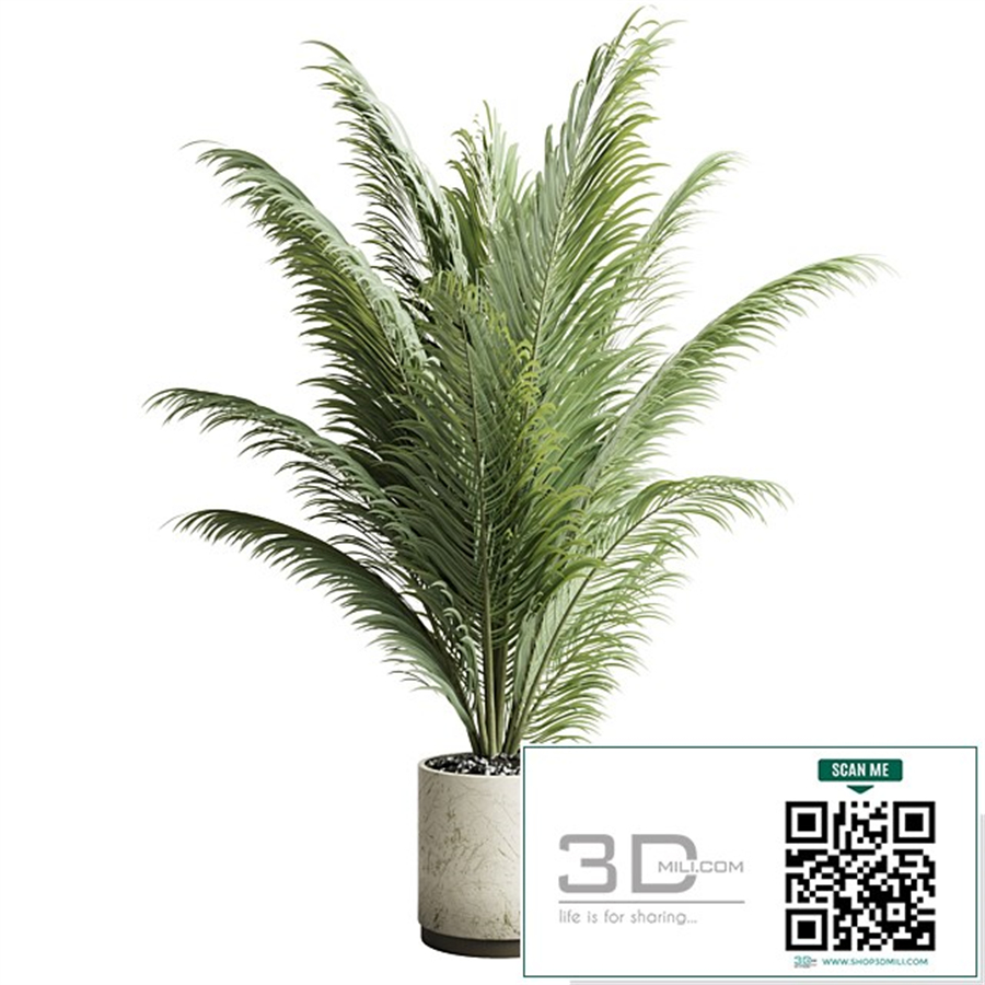 indoor plant pot palm concrete dirt vase 220