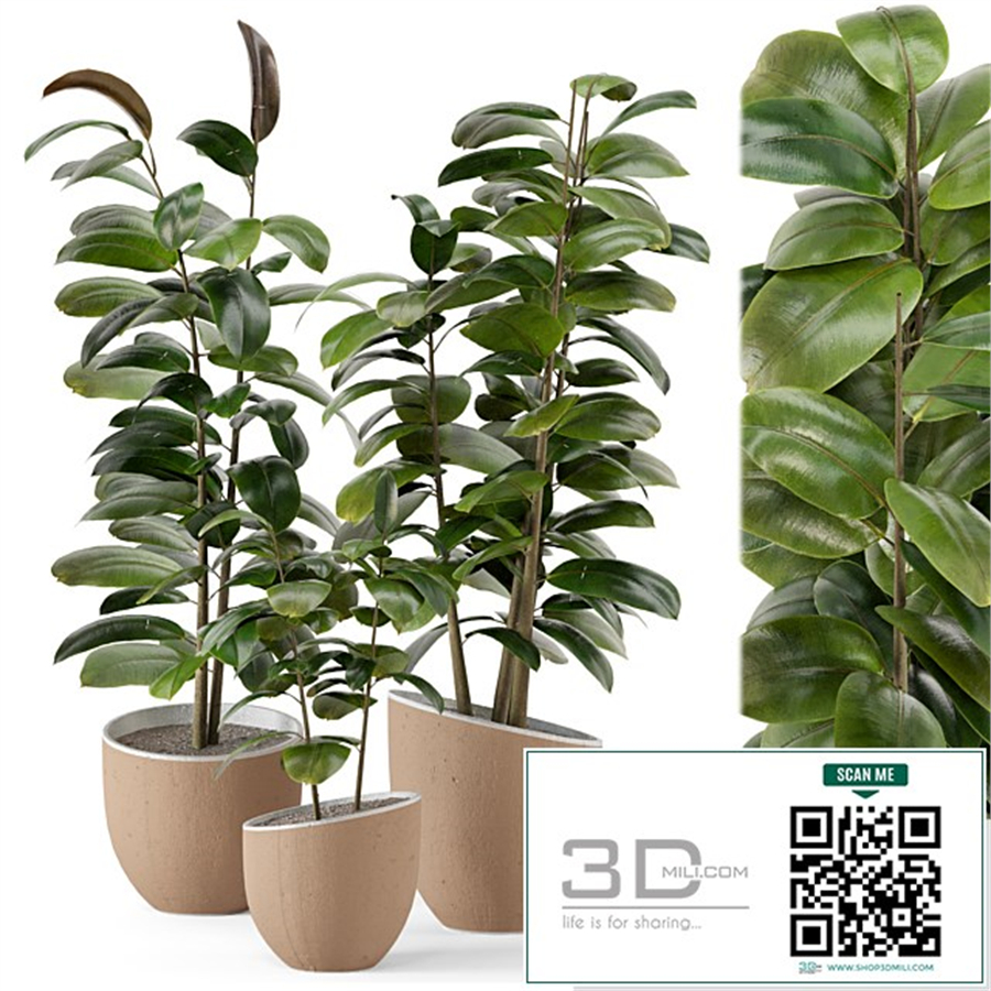 Indoor Plants in rusty Concrete Pot - Set 692