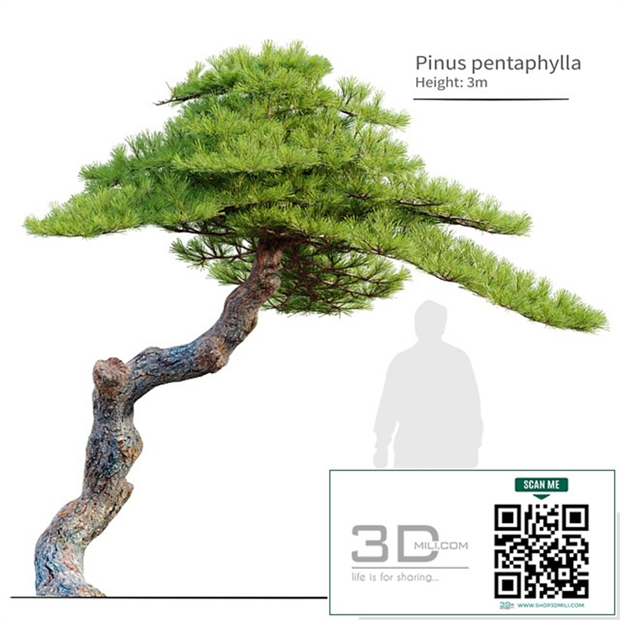 Pinus pentaphylla