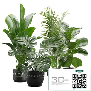 Indoor Plants Pack 17
