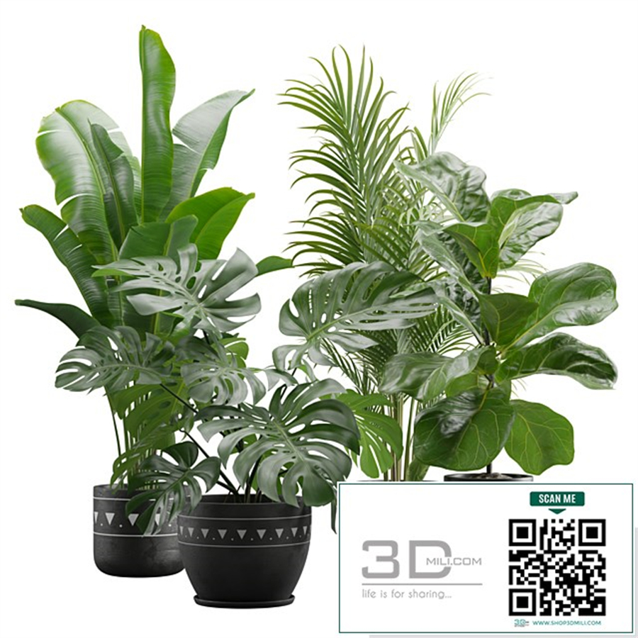 Indoor Plants Pack 17