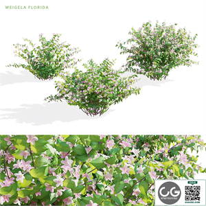 Weigela blooming 3 bush | Weigela florida
