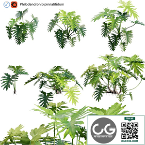 Philodendron bipinnatifidum - Philodendron selloum Split 02