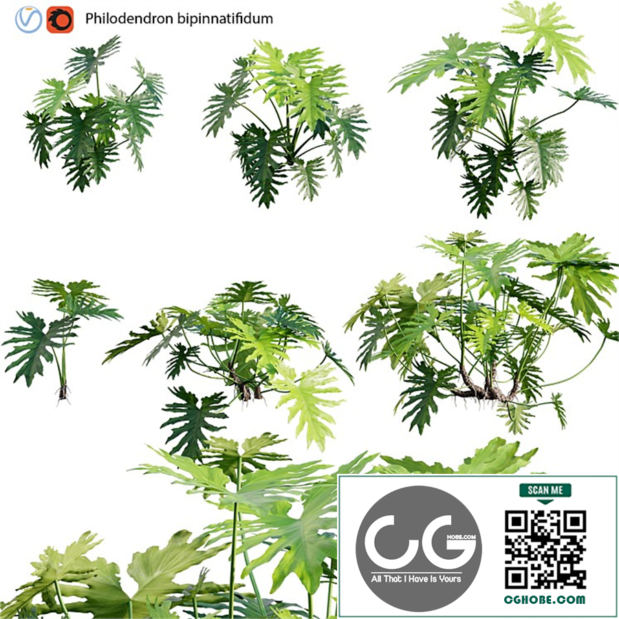 Philodendron bipinnatifidum - Philodendron selloum Split 02