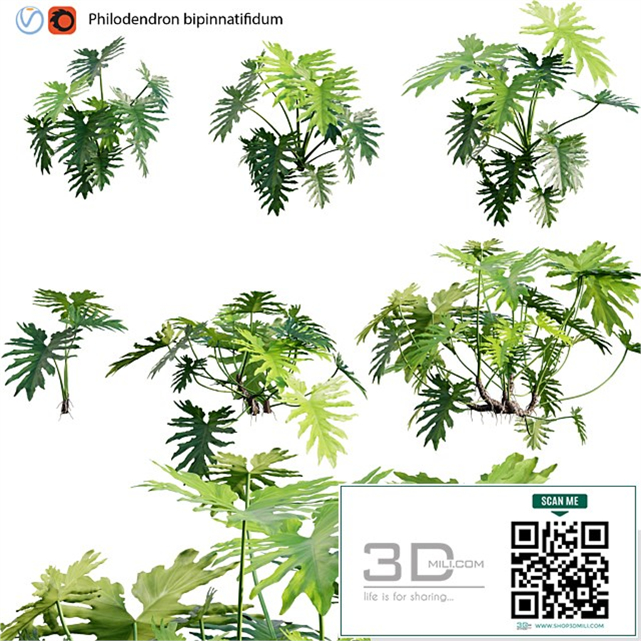 Philodendron bipinnatifidum - Philodendron selloum Split 02