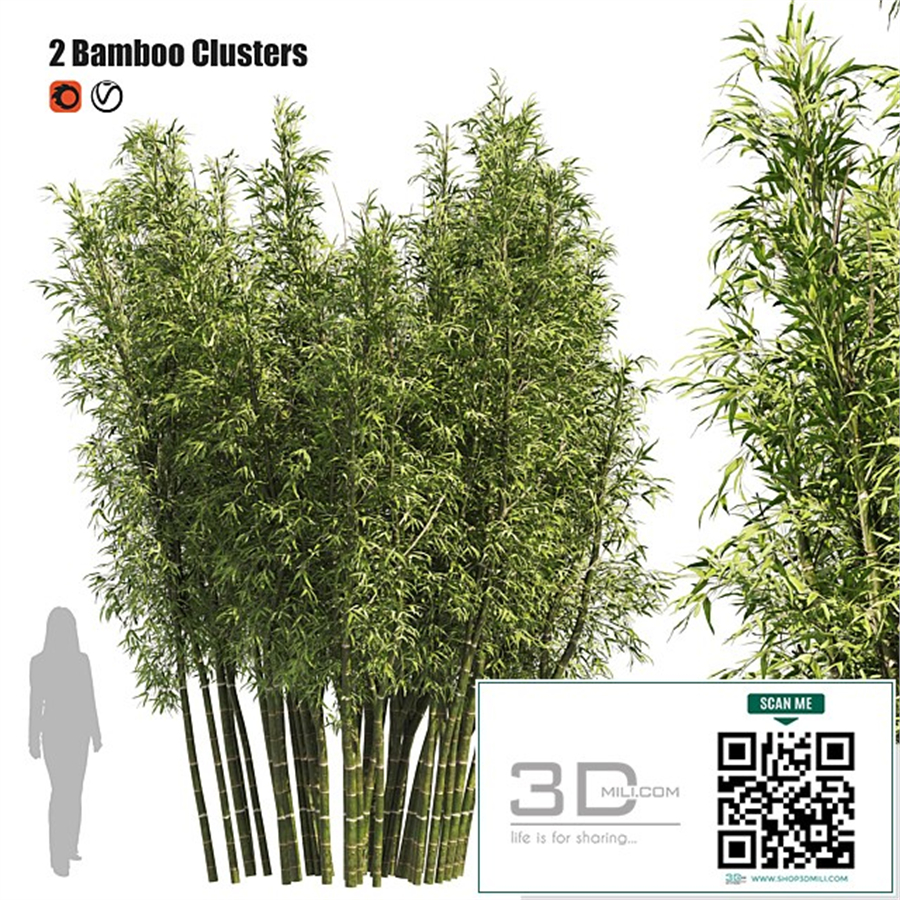 2 Bamboo Clusters