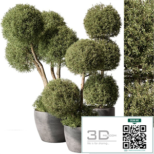 Outdoor Plant Set 414 - Topiary Ball Plant in Pot (Vray)