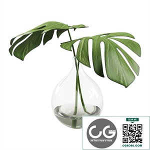 023 Monstera leaves indoor decor plant