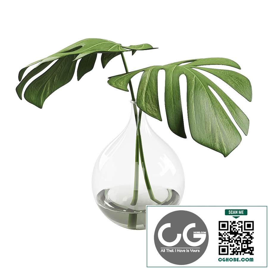 023 Monstera leaves indoor decor plant