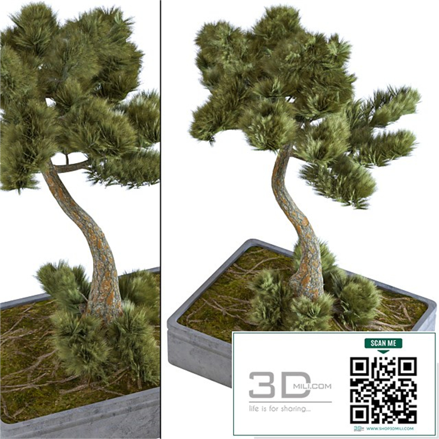 indoor palant decor bonsai vol 08