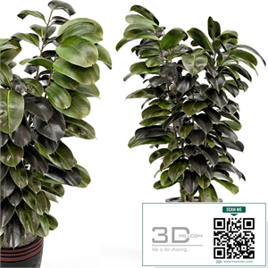 Indoor Plants in rusty Concrete Pot - Set 881