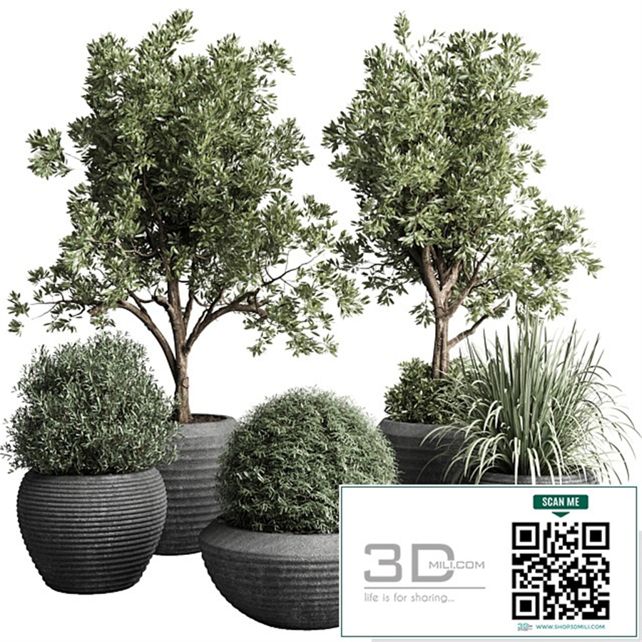 Collection indoor outdoor plant 120 plant tree grass vase dirty concrete