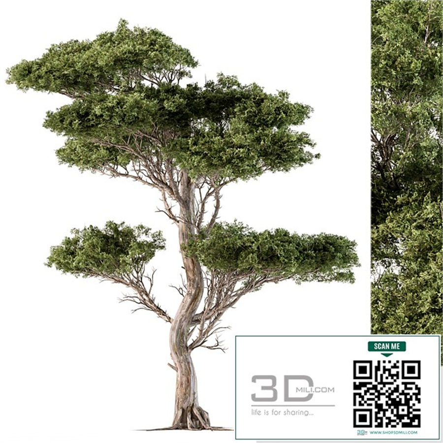 Tree Needle Acacia - Set 102