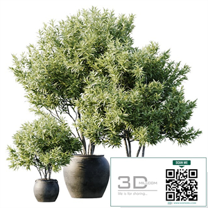 Plant 3