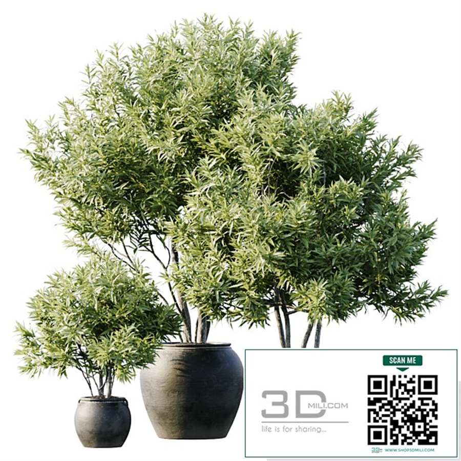 Plant 3