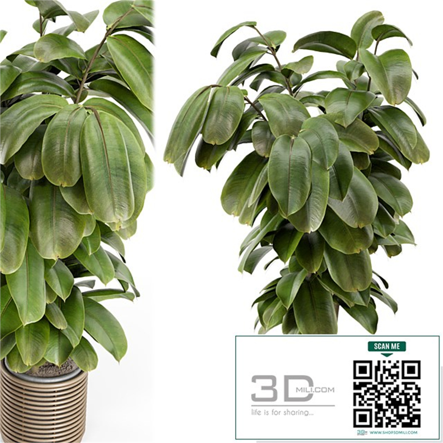 Indoor Plant in Natural Rattan Pot on Wood Base - Set 1071