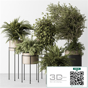 indoor Plant 442 - Tree and Bush