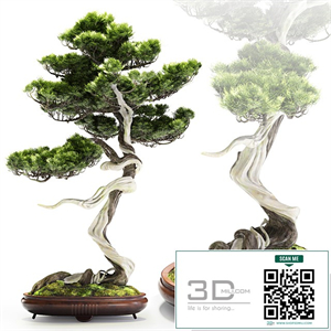  Kassandrick  148 followers Bonsai Bunjin Shimpaku
