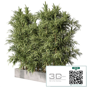 Bamboo Plants - Outdoor Plants 469
