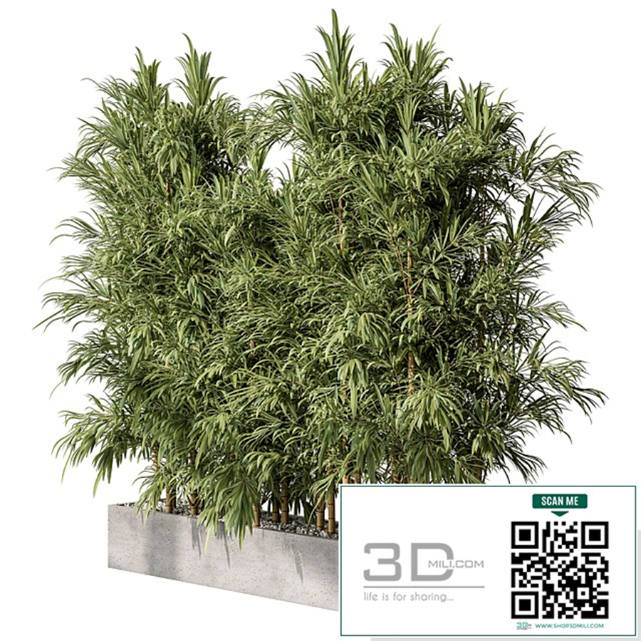 Bamboo Plants - Outdoor Plants 469