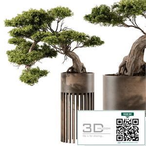 indoor Plant 455 - Bonsai Plant