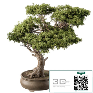 indoor Plant 451 - Bonsai Plant