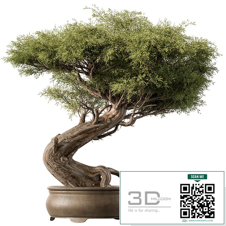 indoor Plant 452 - Bonsai Plant