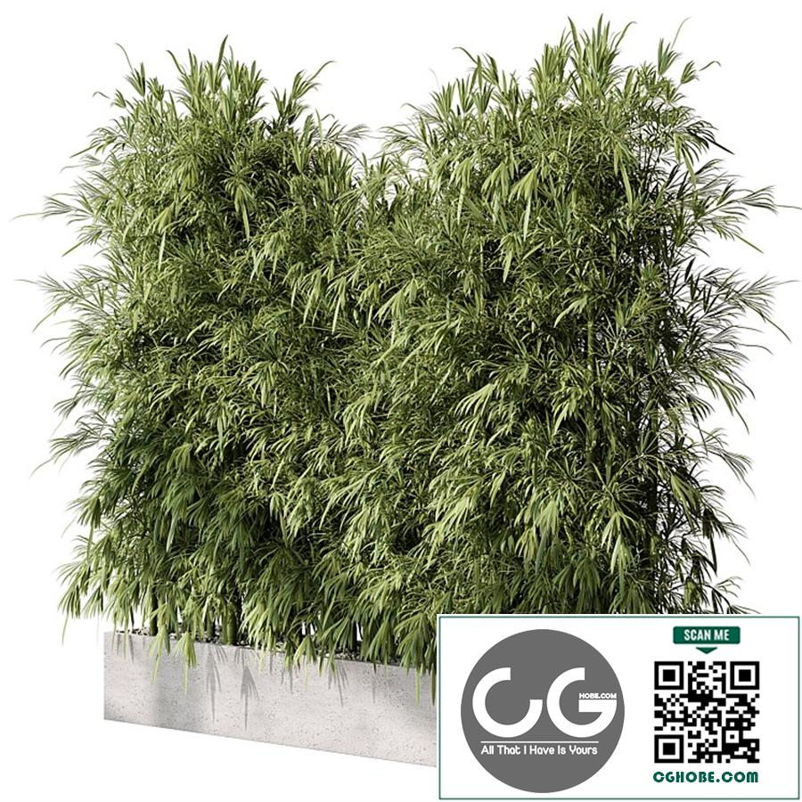 Bamboo Plants - Outdoor Plants 468
